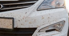 Insect splatter front car bumper. Photo Credit:  ID 227298686 © Justoomm | Dreamstime.com
